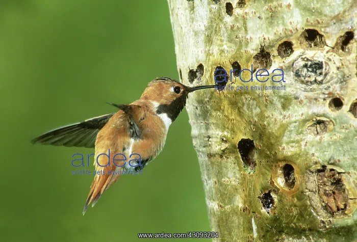: Rufous Hummingbird : Rufous Hummingbird
