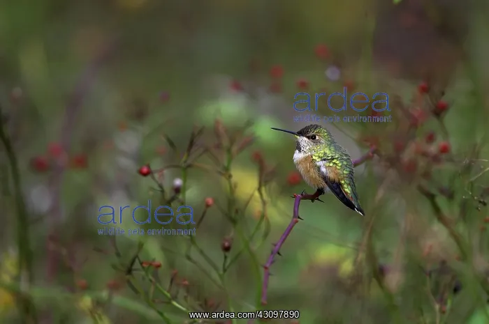 : Rufous Hummingbird : Rufous Hummingbird