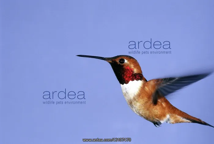 : Rufous Hummingbird : Rufous Hummingbird