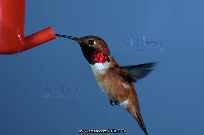 : Rufous Hummingbird : Rufous Hummingbird