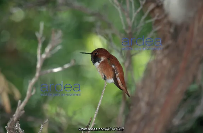 : Rufous Hummingbird : Rufous Hummingbird