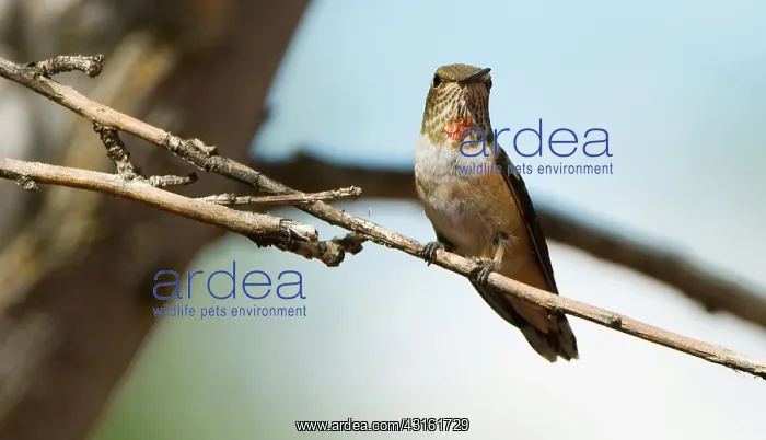  : Rufous Hummingbird