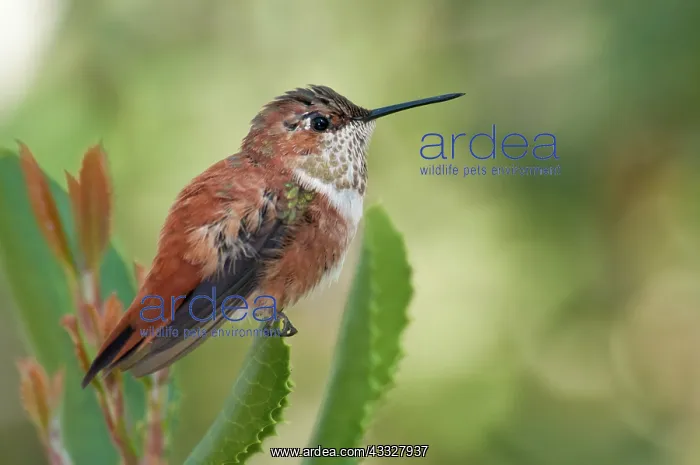 : Rufous Hummingbird : Rufous Hummingbird