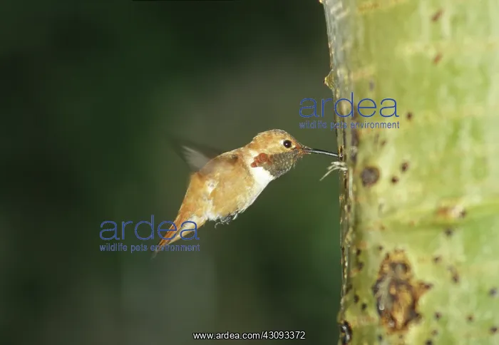 : Rufous Hummingbird feeding on tree sap : Rufous Hummingbird feeding on tree sap