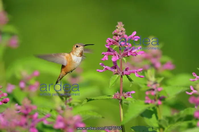 : Rufous Hummingbird - in flight feeding on Cooley's : Rufous Hummingbird - in flight feeding on Cooley's