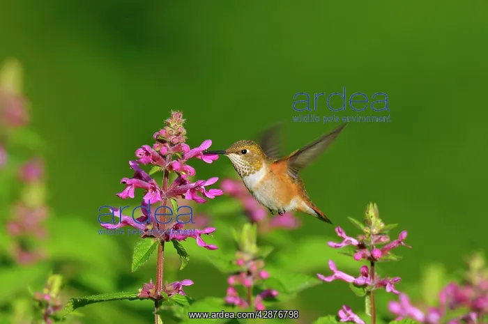 : Rufous Hummingbird - in flight feeding on Cooley's : Rufous Hummingbird - in flight feeding on Cooley's