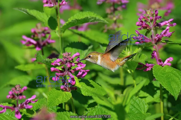 : Rufous Hummingbird - in flight feeding on Cooley's : Rufous Hummingbird - in flight feeding on Cooley's