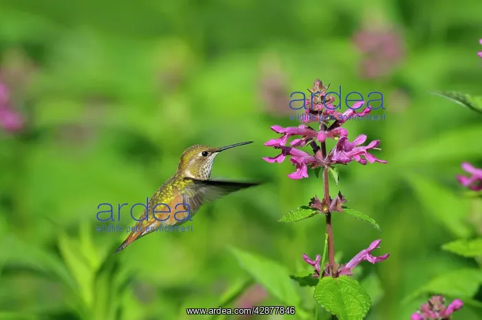 : Rufous Hummingbird - in flight feeding on Cooley's : Rufous Hummingbird - in flight feeding on Cooley's