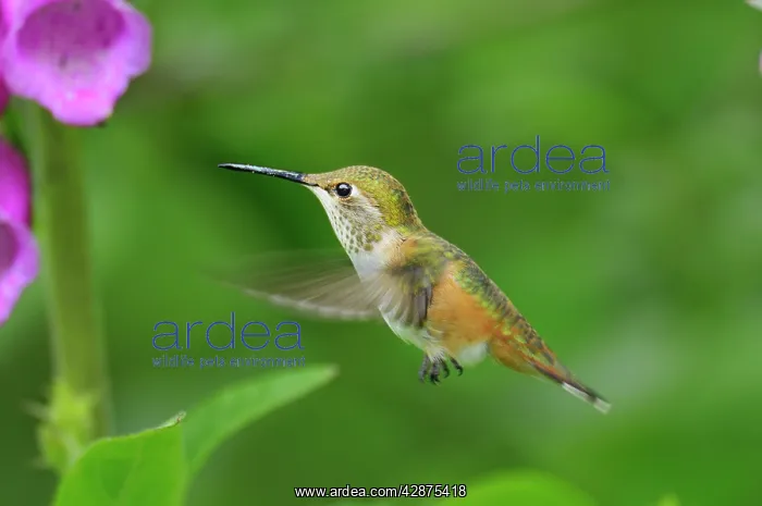  : Rufous Hummingbird - immature or female feeding