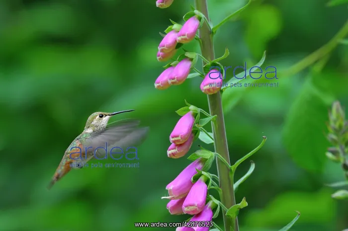 : Rufous Hummingbird - Immature or female - feeding : Rufous Hummingbird - Immature or female - feeding