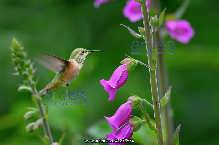 : Rufous Hummingbird - Immature or female - feeding : Rufous Hummingbird - Immature or female - feeding