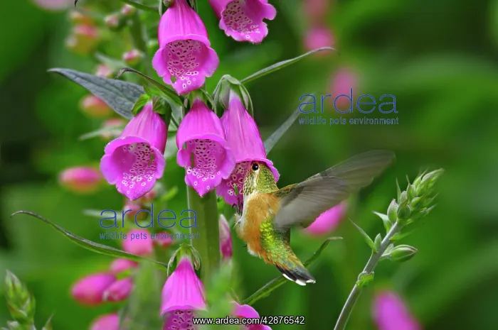 : Rufous Hummingbird - Immature or female - feeding : Rufous Hummingbird - Immature or female - feeding