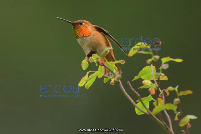 : Rufous Hummingbird - Male displaying gorget while : Rufous Hummingbird - Male displaying gorget while