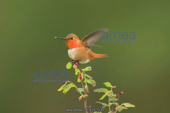 : Rufous Hummingbird - Male displaying gorget while : Rufous Hummingbird - Male displaying gorget while