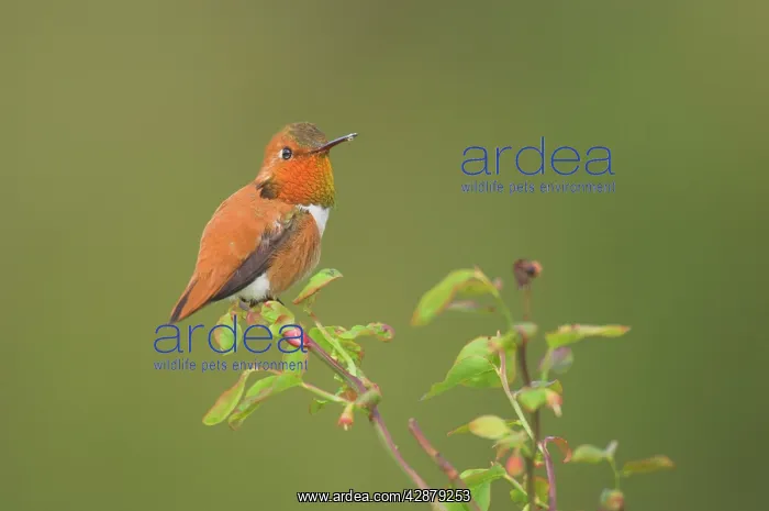: Rufous Hummingbird - Male displaying gorget while : Rufous Hummingbird - Male displaying gorget while