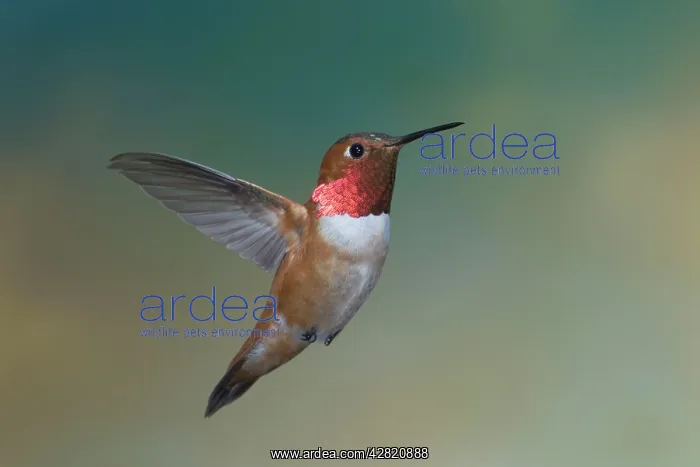 : Rufous Hummingbird - male - in flight : Rufous Hummingbird - male - in flight
