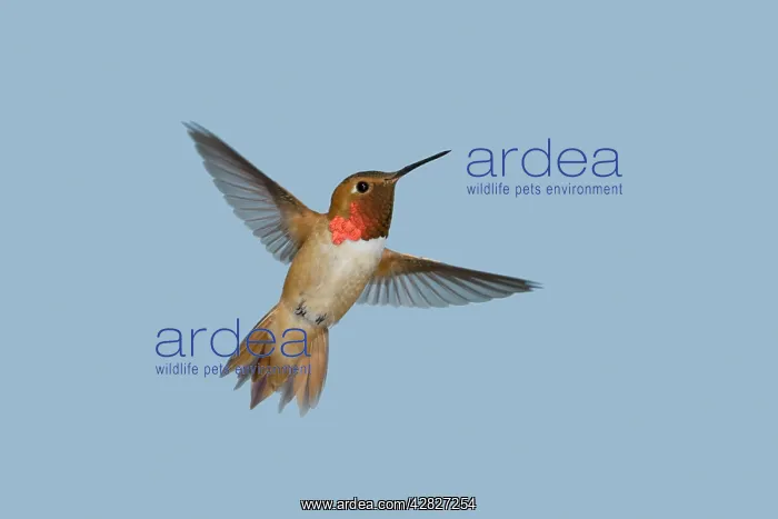 : Rufous Hummingbird - male - in flight : Rufous Hummingbird - male - in flight