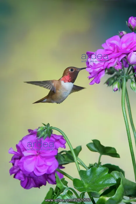 : Rufous Hummingbird - male - in flight feeding at : Rufous Hummingbird - male - in flight feeding at