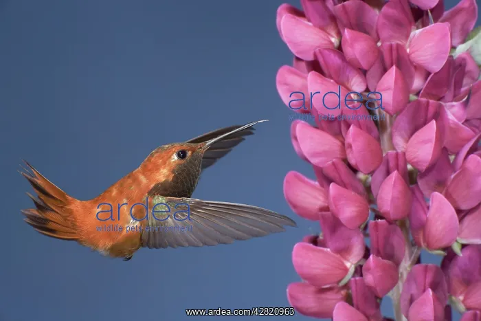 : Rufous Hummingbird - male - in flight at Lupine flower : Rufous Hummingbird - male - in flight at Lupine flower
