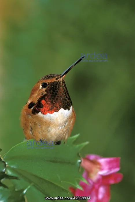 : Rufous Hummingbird, male, resting on cactus leave : Rufous Hummingbird, male, resting on cactus leave