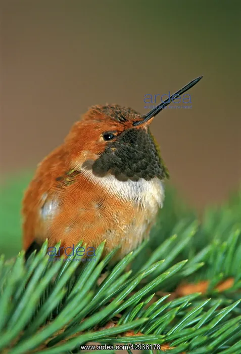 : Rufous Hummingbird, male, resting on spruce branch : Rufous Hummingbird, male, resting on spruce branch