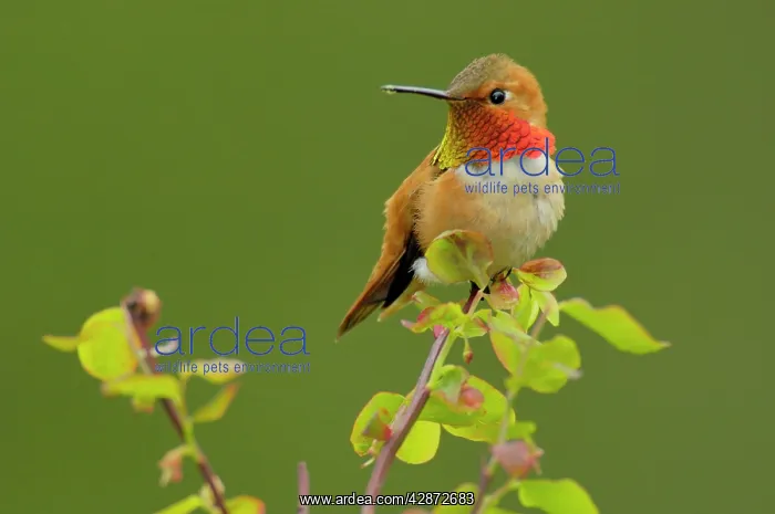 : Rufous Hummingbird - Male sitting on red huckleberry : Rufous Hummingbird - Male sitting on red huckleberry