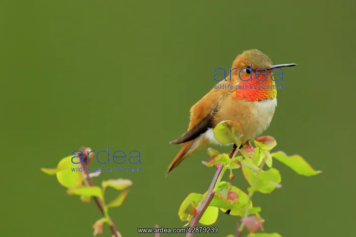 : Rufous Hummingbird - Male sitting on red huckleberry : Rufous Hummingbird - Male sitting on red huckleberry