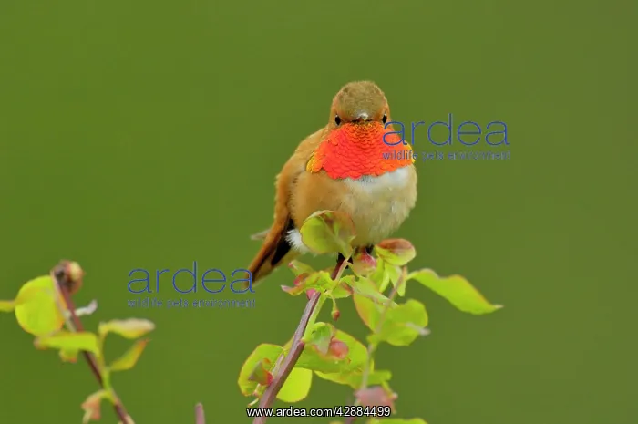 : Rufous Hummingbird - Male sitting on red huckleberry : Rufous Hummingbird - Male sitting on red huckleberry