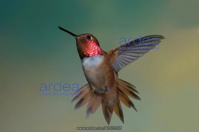 : Rufous Hummingbird - male - threatening approaching : Rufous Hummingbird - male - threatening approaching