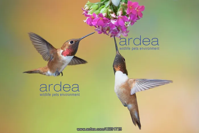 : Rufous Hummingbird - two males feeding at flower : Rufous Hummingbird - two males feeding at flower