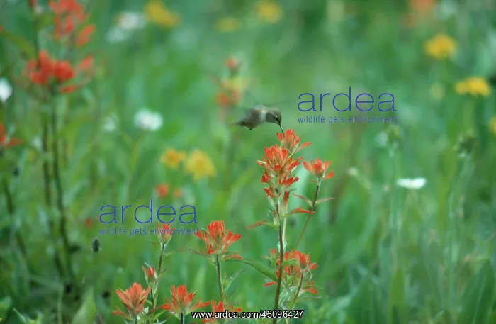: Rufous Hummingbird nectaring : Rufous Hummingbird nectaring