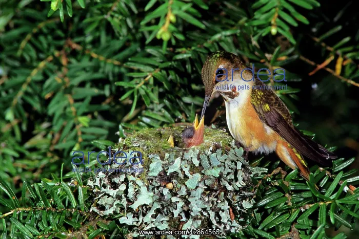 : Rufous hummingbird - at nest with chick : Rufous hummingbird - at nest with chick