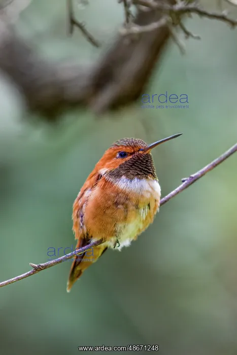 : A rufous hummingbird perched looks on : A rufous hummingbird perched looks on