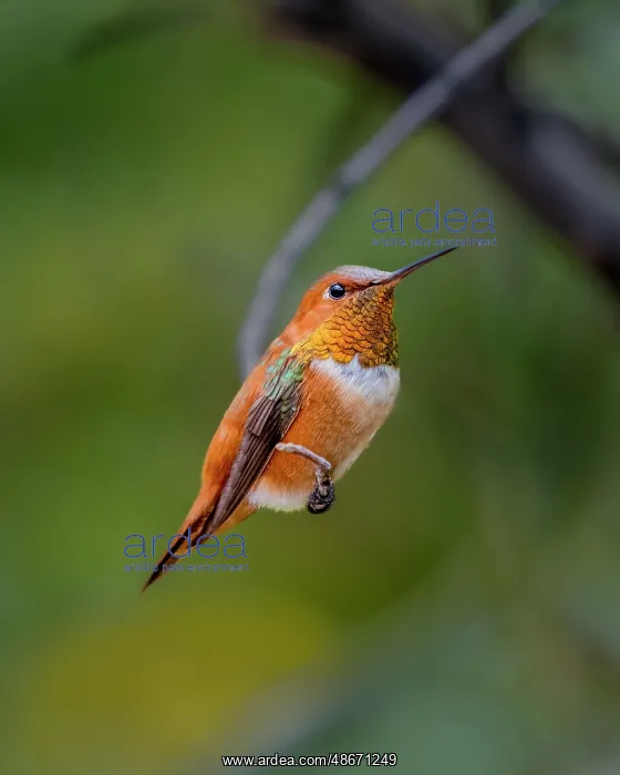 : A rufous hummingbird perched looks on : A rufous hummingbird perched looks on