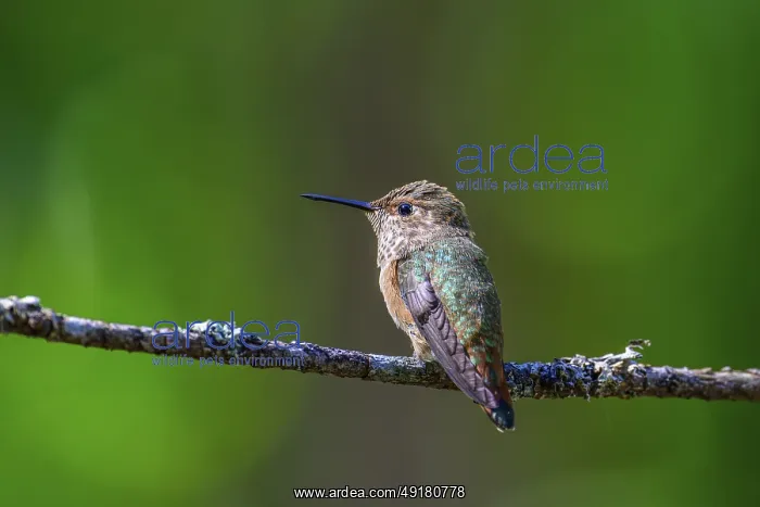 : A Rufous hummingbird perched on a tree branch : A Rufous hummingbird perched on a tree branch