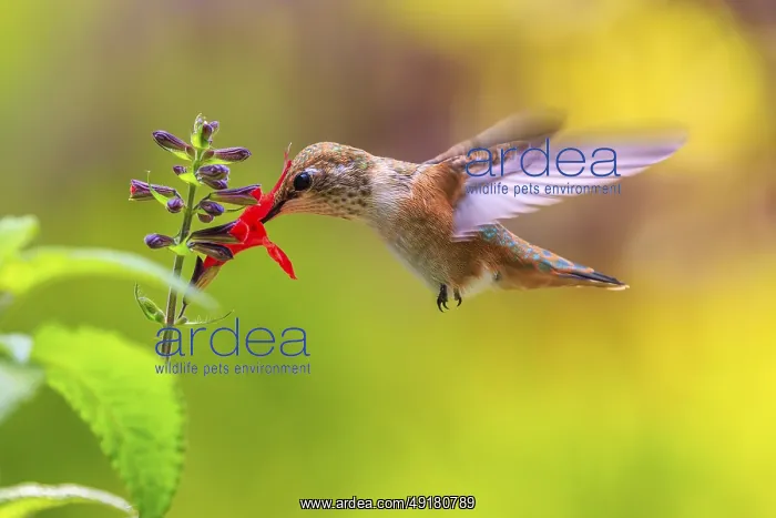 : A Rufous hummingbird (Selaphorus rufus) with its beak in a bright red Salvia coccinea flower : A Rufous hummingbird (Selaphorus rufus) with its beak in a bright red Salvia coccinea flower