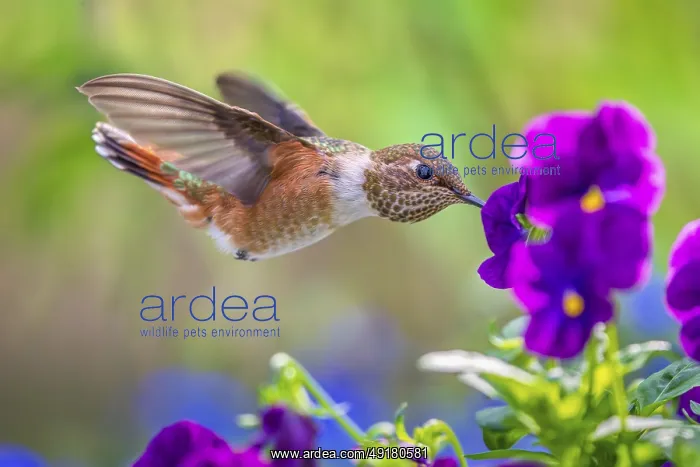 : A Rufous Hummingbird (Selasphorus rufus) feeding in a flower garden : A Rufous Hummingbird (Selasphorus rufus) feeding in a flower garden
