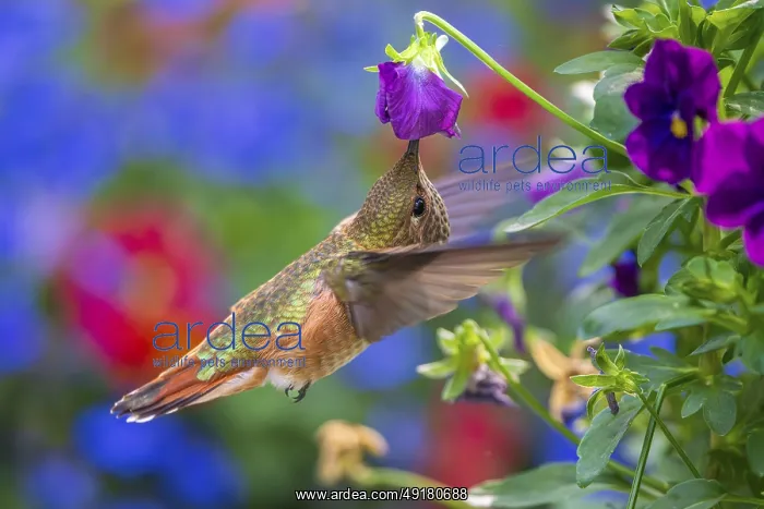 : A Rufous Hummingbird (Selasphorus rufus) feeding in a flower garden : A Rufous Hummingbird (Selasphorus rufus) feeding in a flower garden