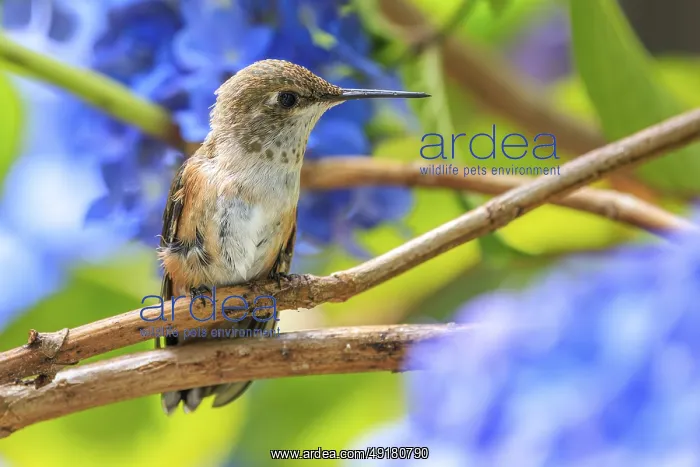 : A Rufous hummingbird (Selasphorus rufus) perched on a branch surrounded by blue hydrangea flowers : A Rufous hummingbird (Selasphorus rufus) perched on a branch surrounded by blue hydrangea flowers