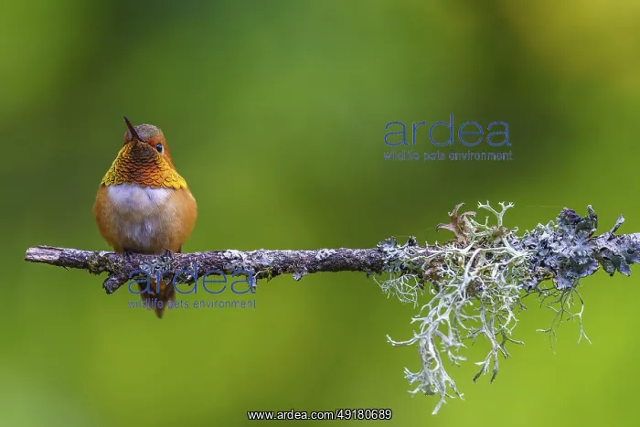 : A Rufous Hummingbird (Selasphorus rufus) perched on a mossy branch : A Rufous Hummingbird (Selasphorus rufus) perched on a mossy branch
