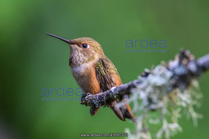 : A Rufous Hummingbird (Selasphorus rufus) perched on a mossy branch : A Rufous Hummingbird (Selasphorus rufus) perched on a mossy branch