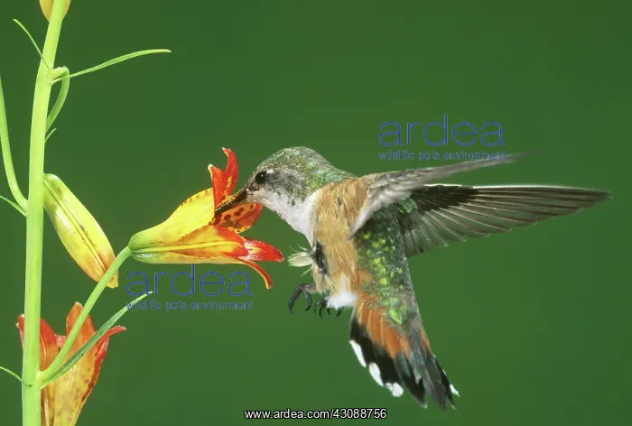 : Rufous Hummingbird at tiger lily : Rufous Hummingbird at tiger lily