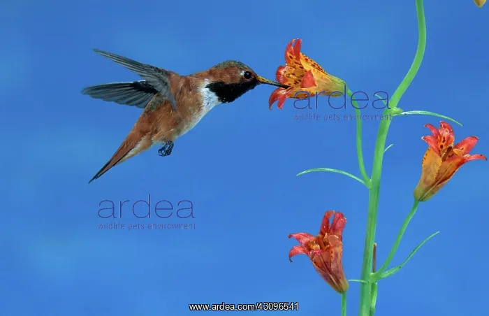 : Rufous Hummingbird at Tiger Lily : Rufous Hummingbird at Tiger Lily