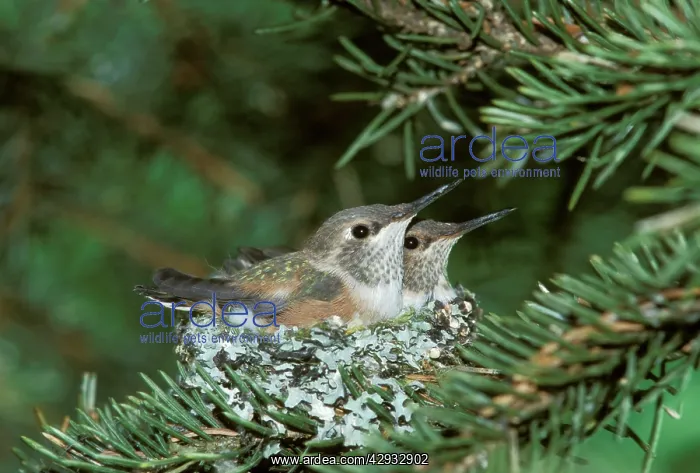 : Rufous Hummingbirds - two chicks sitting in nest : Rufous Hummingbirds - two chicks sitting in nest