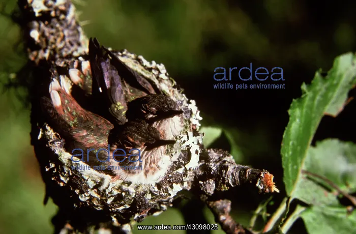 : Rufous Hummingbirds in Nest : Rufous Hummingbirds in Nest
