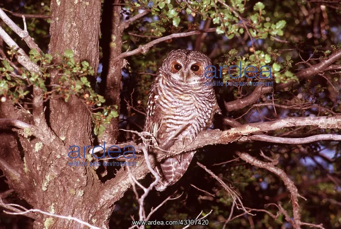 : RUFOUS LEGGED OWL : RUFOUS LEGGED OWL
