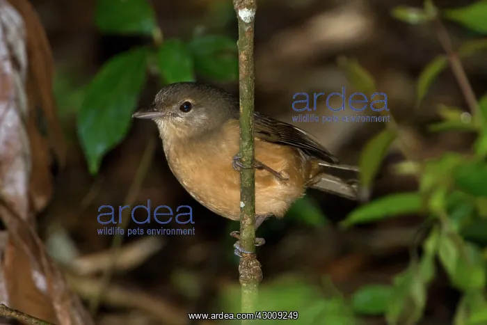 : Rufous / Little Shrikethrush : Rufous / Little Shrikethrush