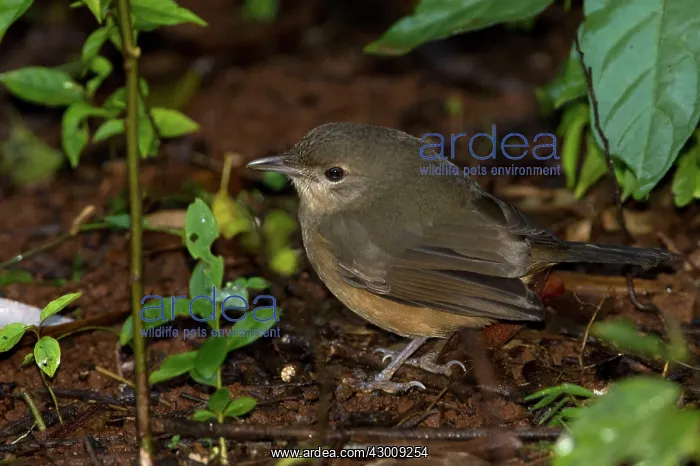 : Rufous / Little Shrikethrush : Rufous / Little Shrikethrush
