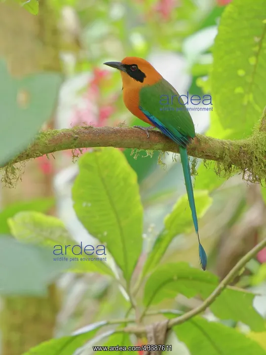 : Rufous Motmot Baryphthengus martii Ecuador BI038 : Rufous Motmot Baryphthengus martii Ecuador BI038
