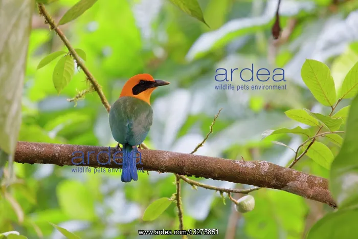 : Rufous Motmot Baryphthengus martii Sarapiqui, Costa Rica BI0 : Rufous Motmot Baryphthengus martii Sarapiqui, Costa Rica BI0